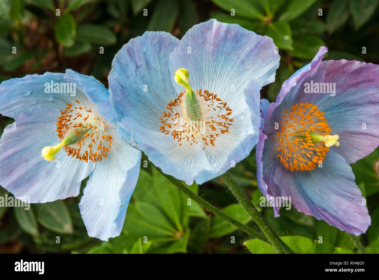 Three delicate flowers of the Himalayan Blue Poppy with variegated colouring from  pale blue to pink/ purple and contrasting bright orange stamen. Stock Photo