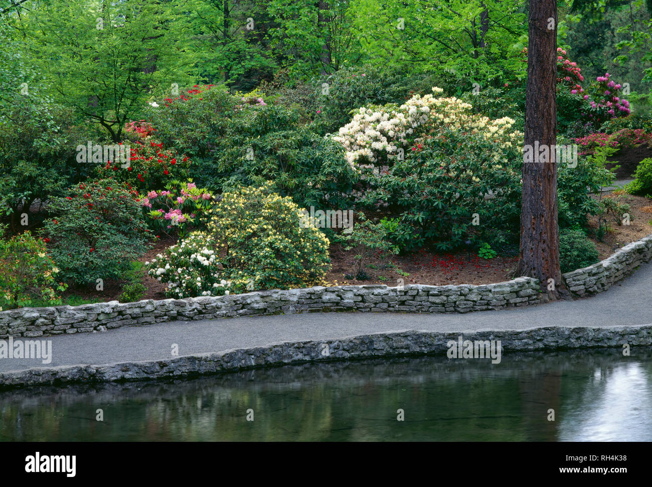 USA, Oregon, Portland, Crystal Springs Rhododendron Garden, Pond and cultivated rhododendron in