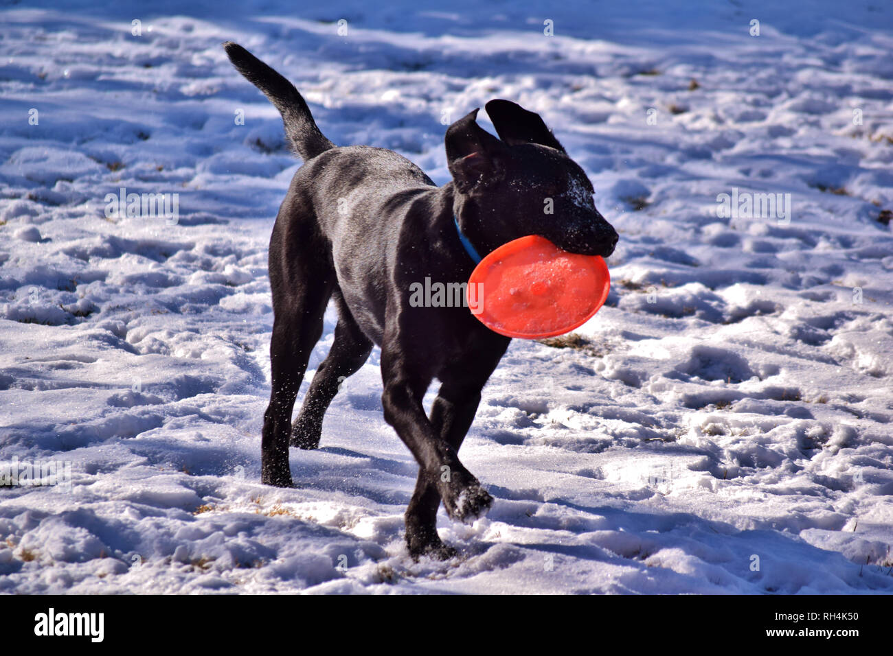 Pure Bred Black Lab running with Frisbee in a snowy yard. Stock Photo