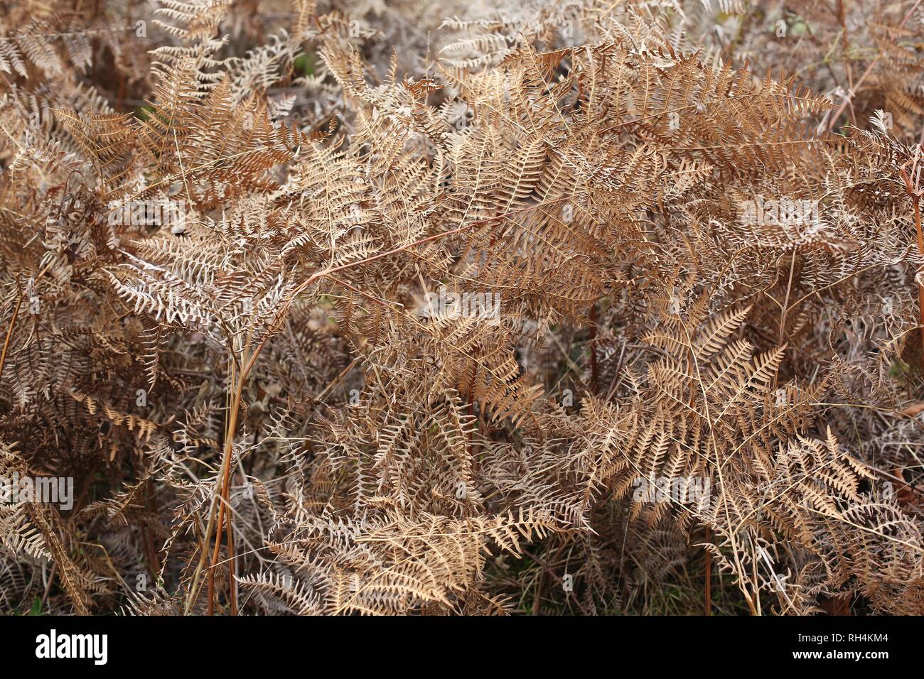 Tangled dry ferns Stock Photo Alamy