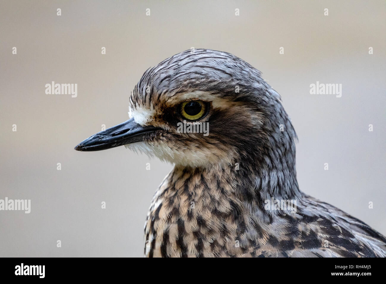 Bush Stone Curlew, Australian Water Bird, landscape orientation Stock Photo