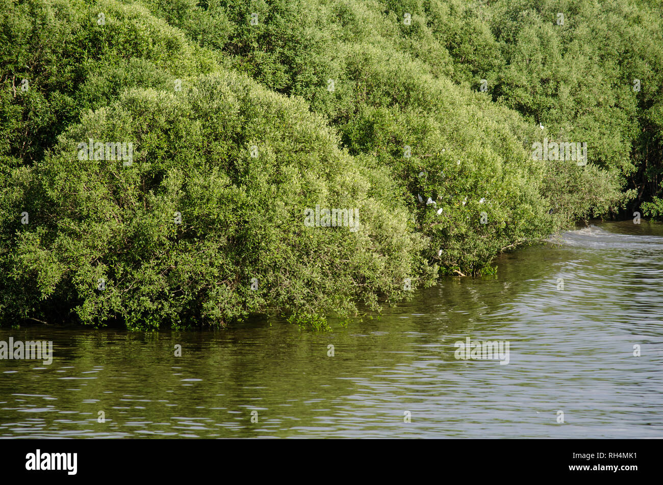 A section of the remain Panama Bay mangroves during high tide, in Panama Viejo coastline. Laguncularia racemosa is the predominant specie. Stock Photo