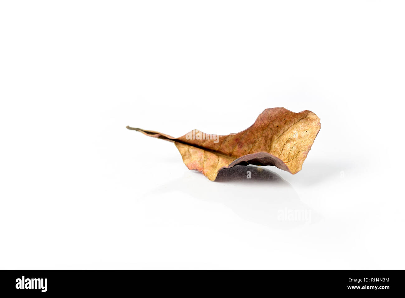 Autumn dry brown leaf lying on isolated white background. Stock Photo