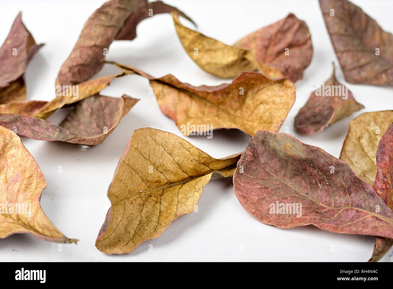 Autumn dry brown leaf lying on isolated white background. Stock Photo