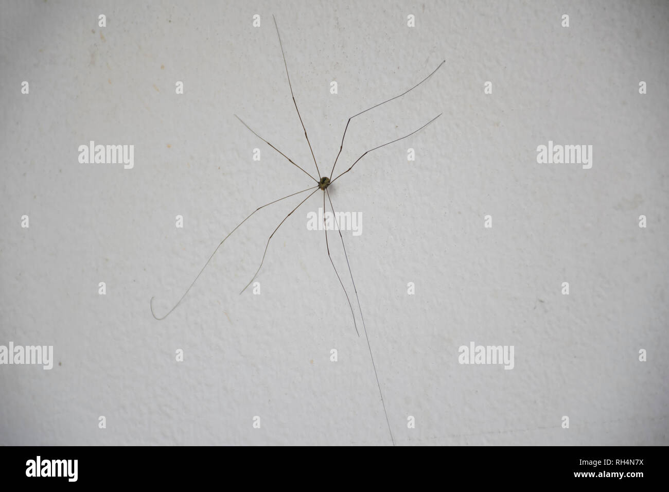 Female daddy long legs spider pholcus hi-res stock photography and