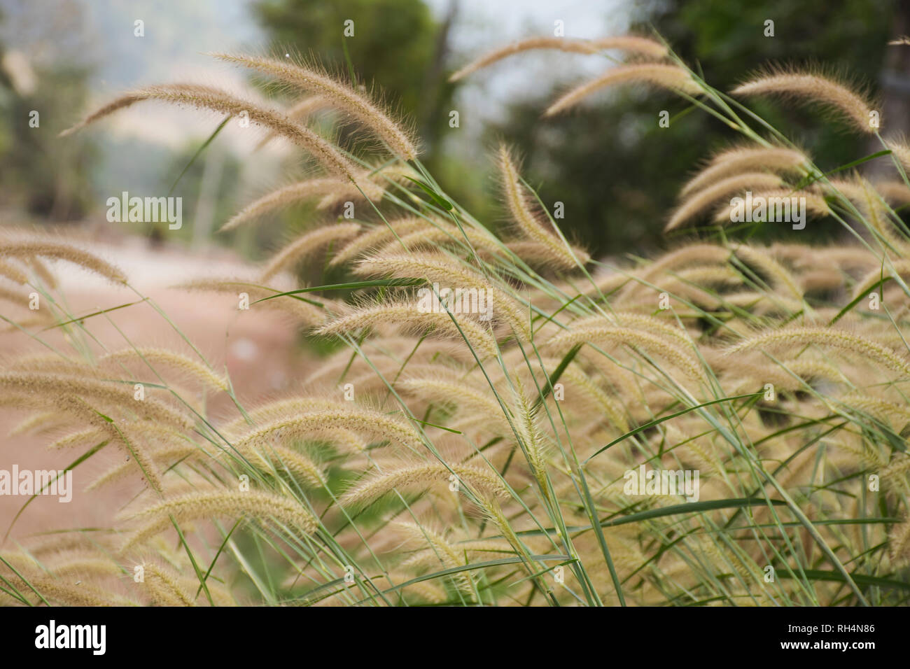 close up Poaceae grass flower and green glass with blur background Stock Photo