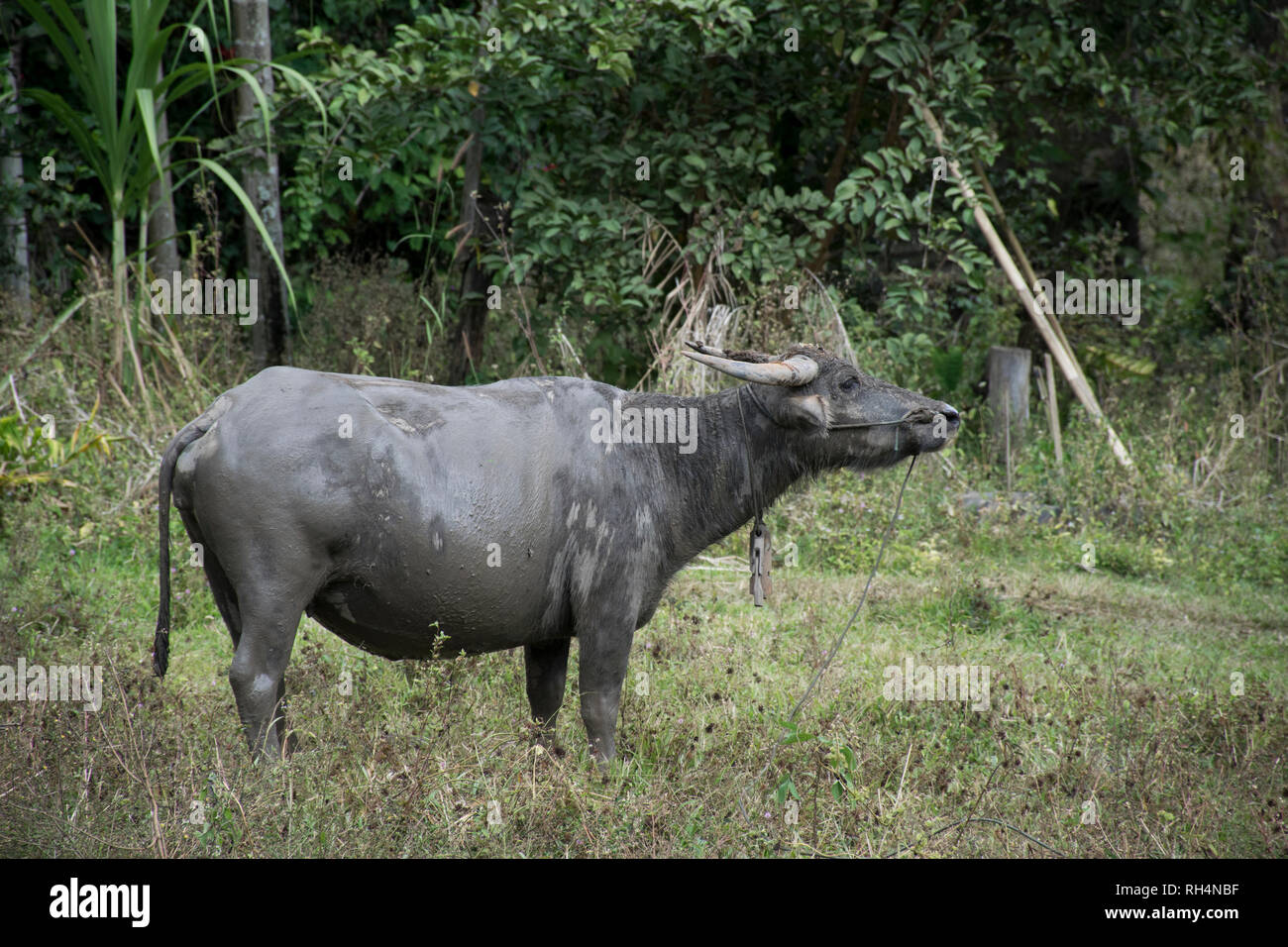 water buffalo on green background , asia thailand Stock Photo