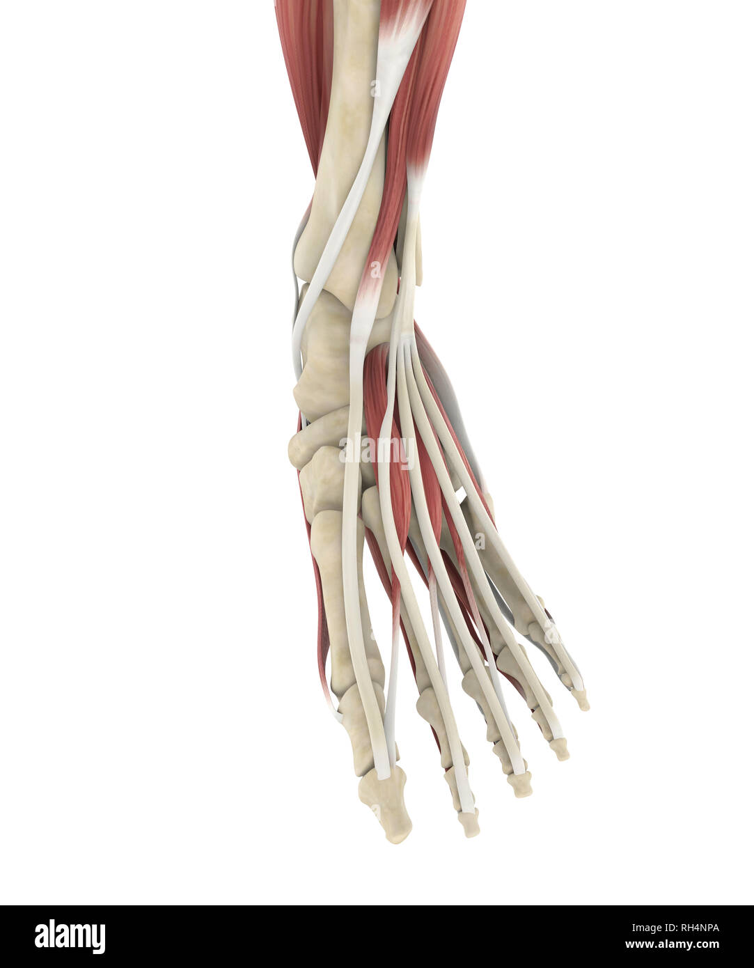 Human Foot Muscles Anatomy Stock Photo