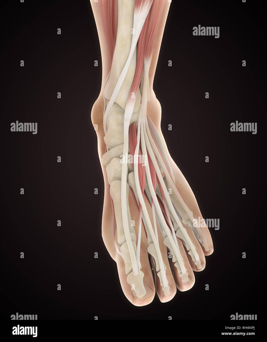 Human Foot Muscles Anatomy Stock Photo