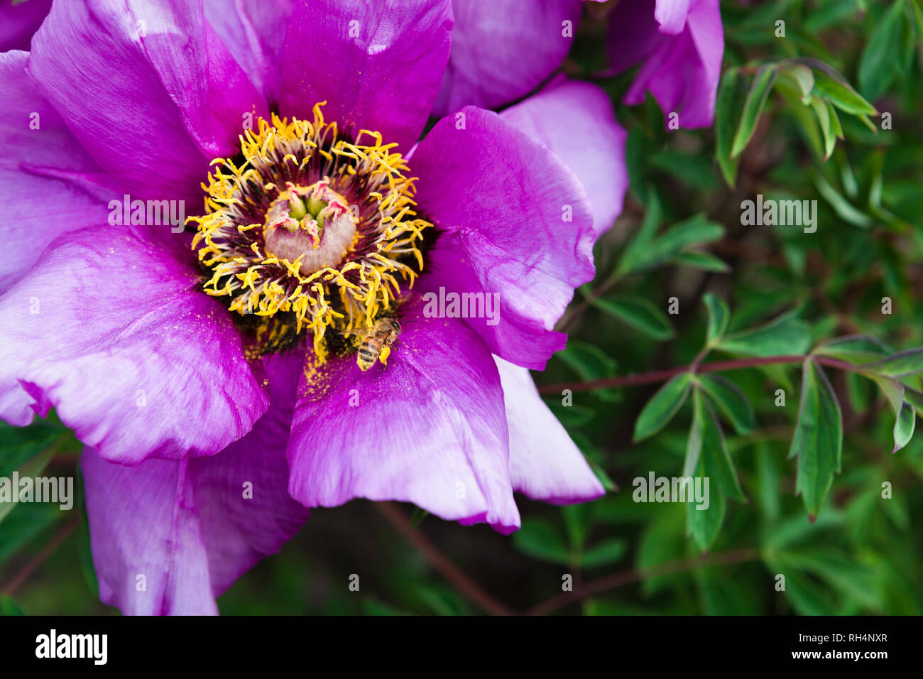Big lilac anemone flower Stock Photo