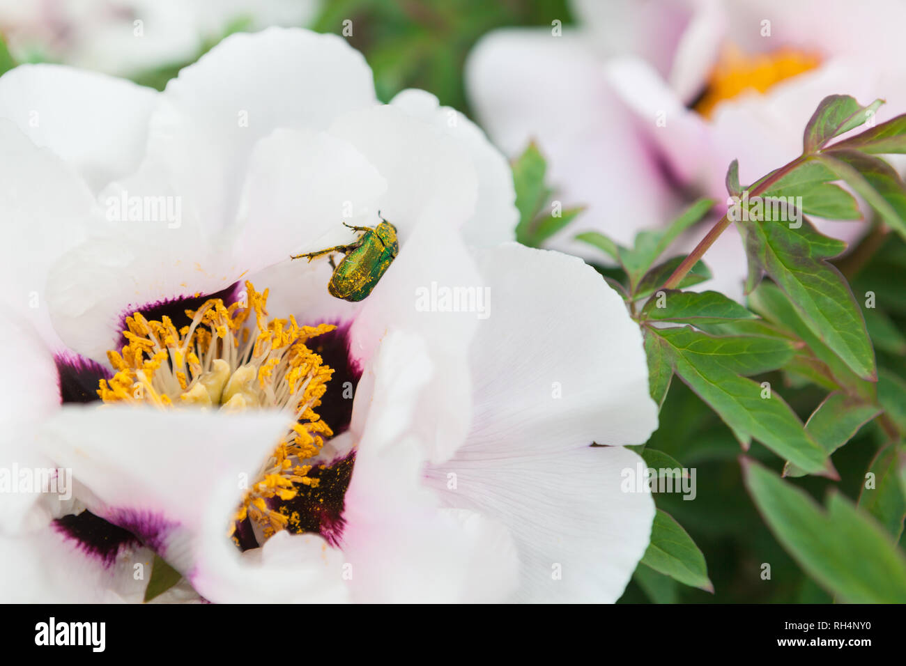 Big white anemone flower with scarabaeus Stock Photo