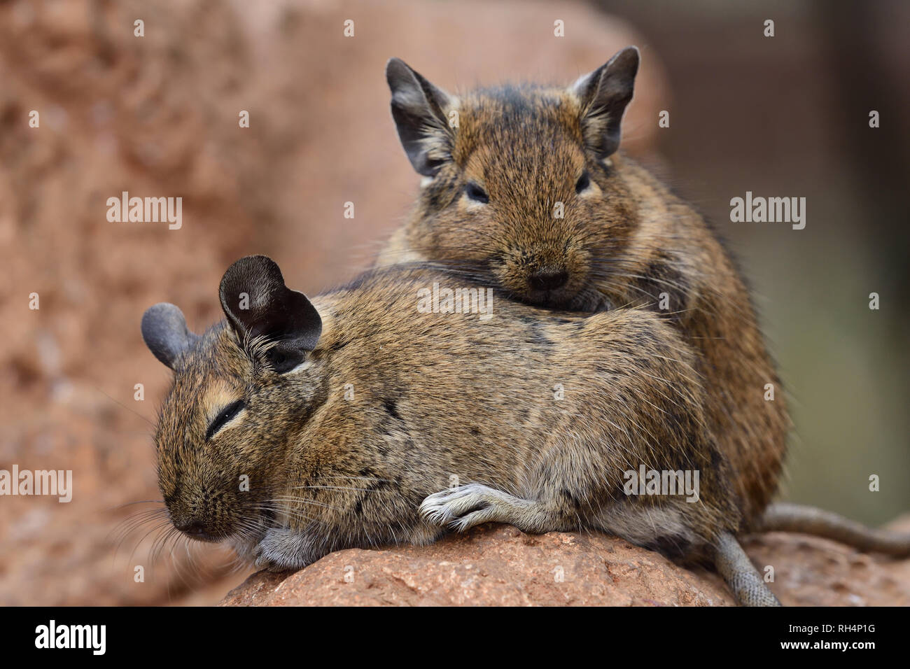 Close up of a pair of common degus (octodon degus) cuddling together Stock Photo