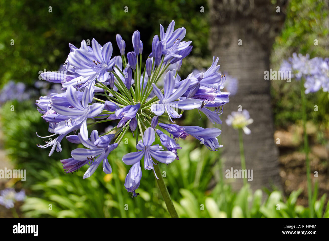 A gorgeous blue agapanthus lilly, latin name agapanthus umbellatus, blooming in the mediterranean sunshine in a garden in Sicily. Stock Photo