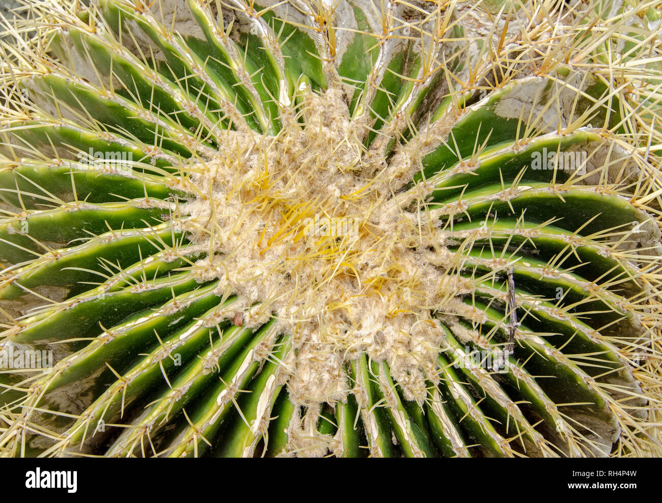 View from above of a cactus covered in needles. The Echinocactus Grusonii comes from Mexico nad has roseate sections covered in large, sharp spines. Stock Photo