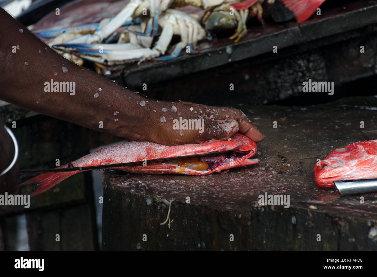 Chief cook cuts a Pargo Fish or Red Snapper on a wooden cutting board. Asian food, Sri Lanka. Stock Photo