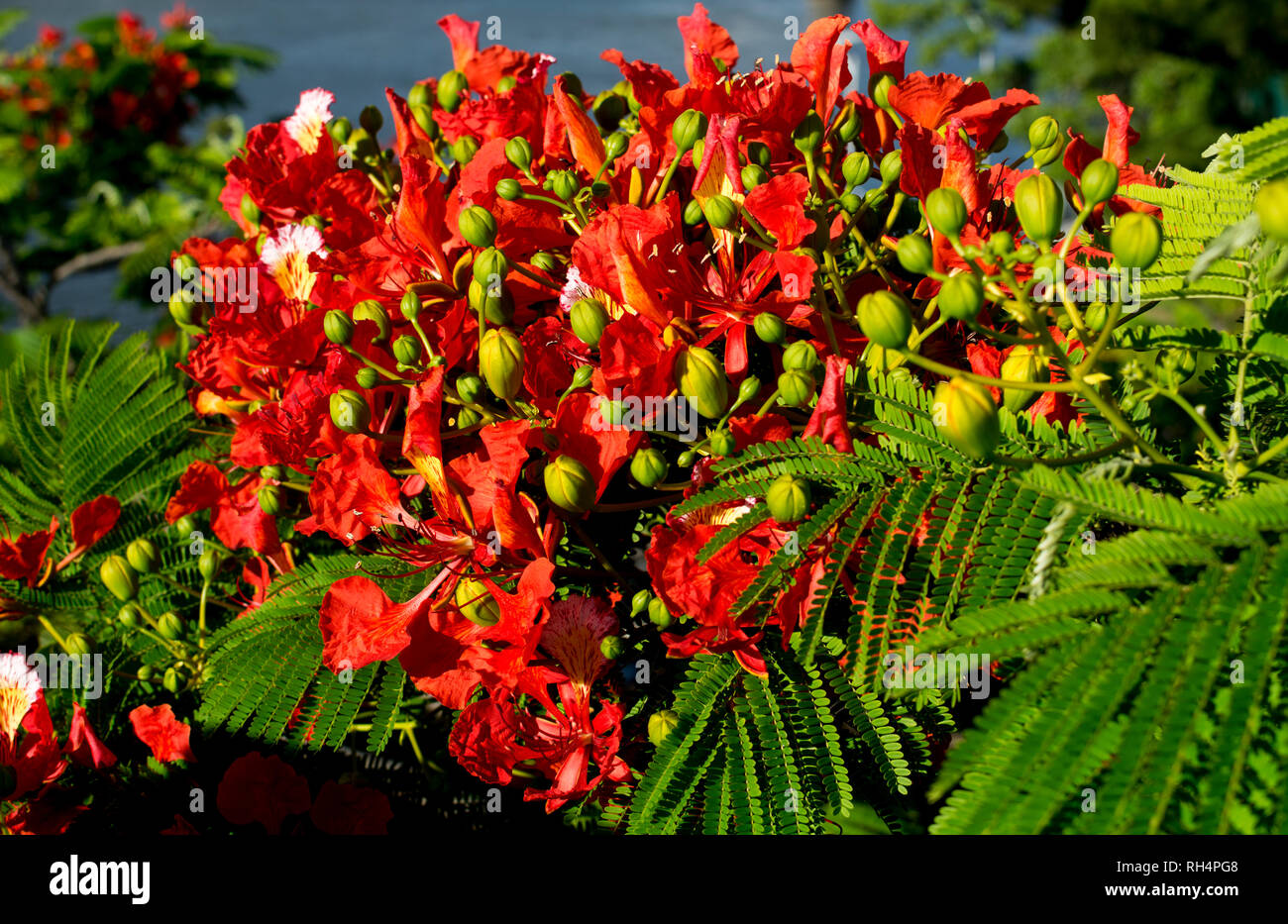 Poinciana flowers, Queensland, Australia Stock Photo