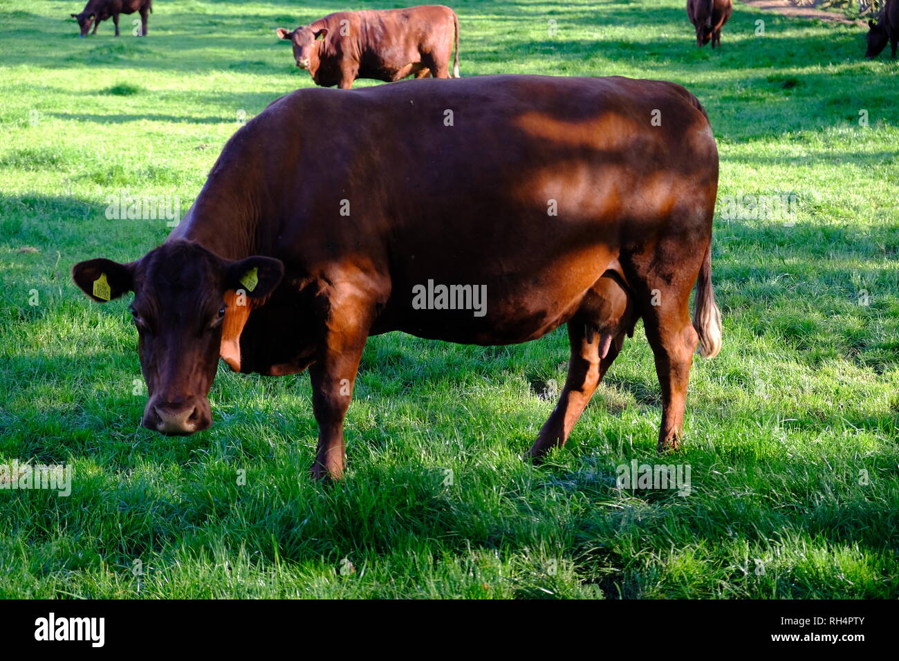 Red Poll, Cattle, Calf Feeding, Red Cattle, Rural Scene, Cheshire