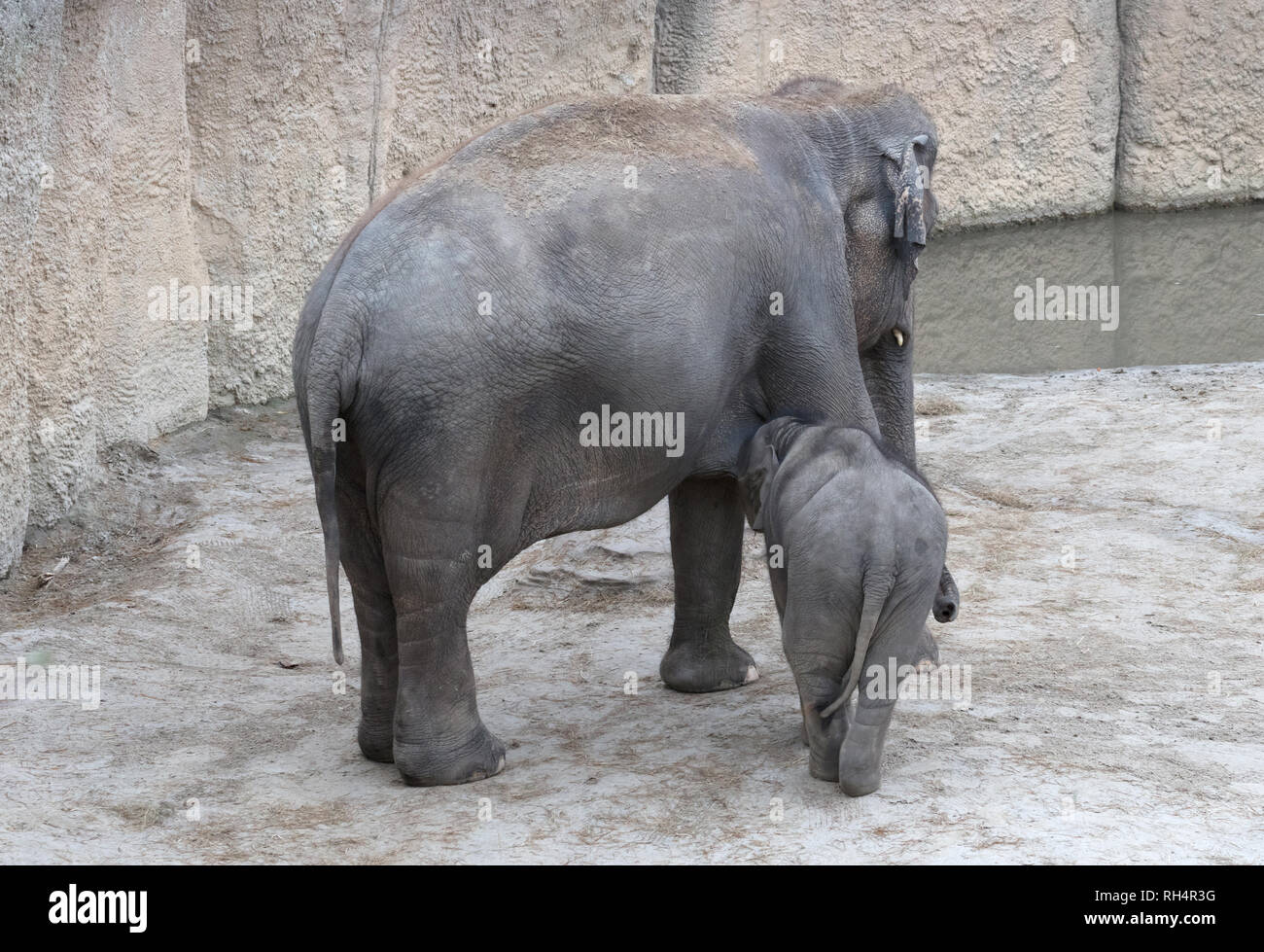 Baby elephant nursing milk from mother, growing big Stock Photo Alamy