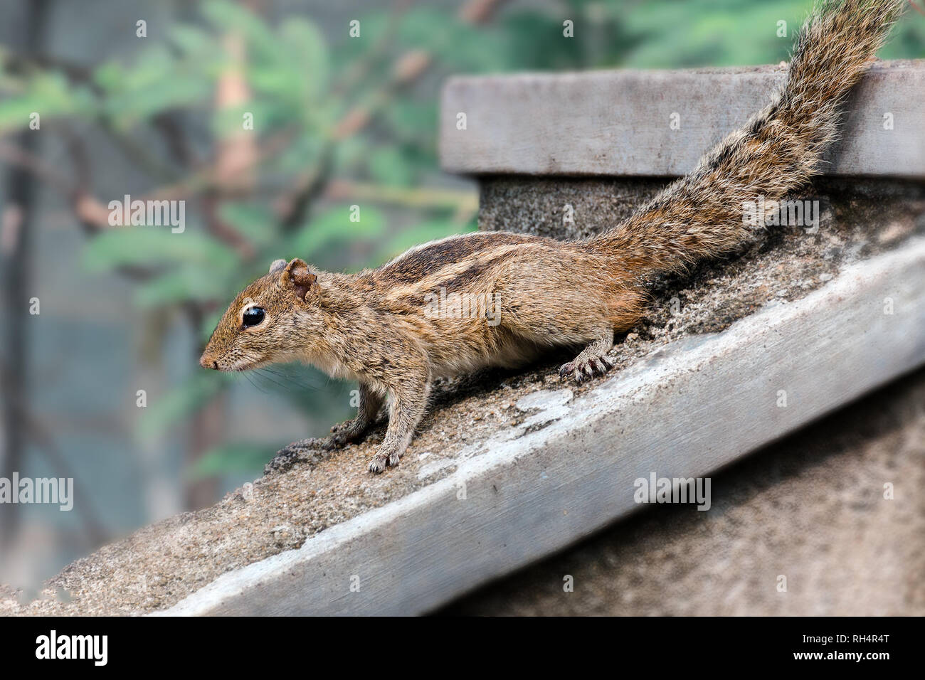 Chipmunk Indian palm squirrel, threestriped palm squirrel, woodland