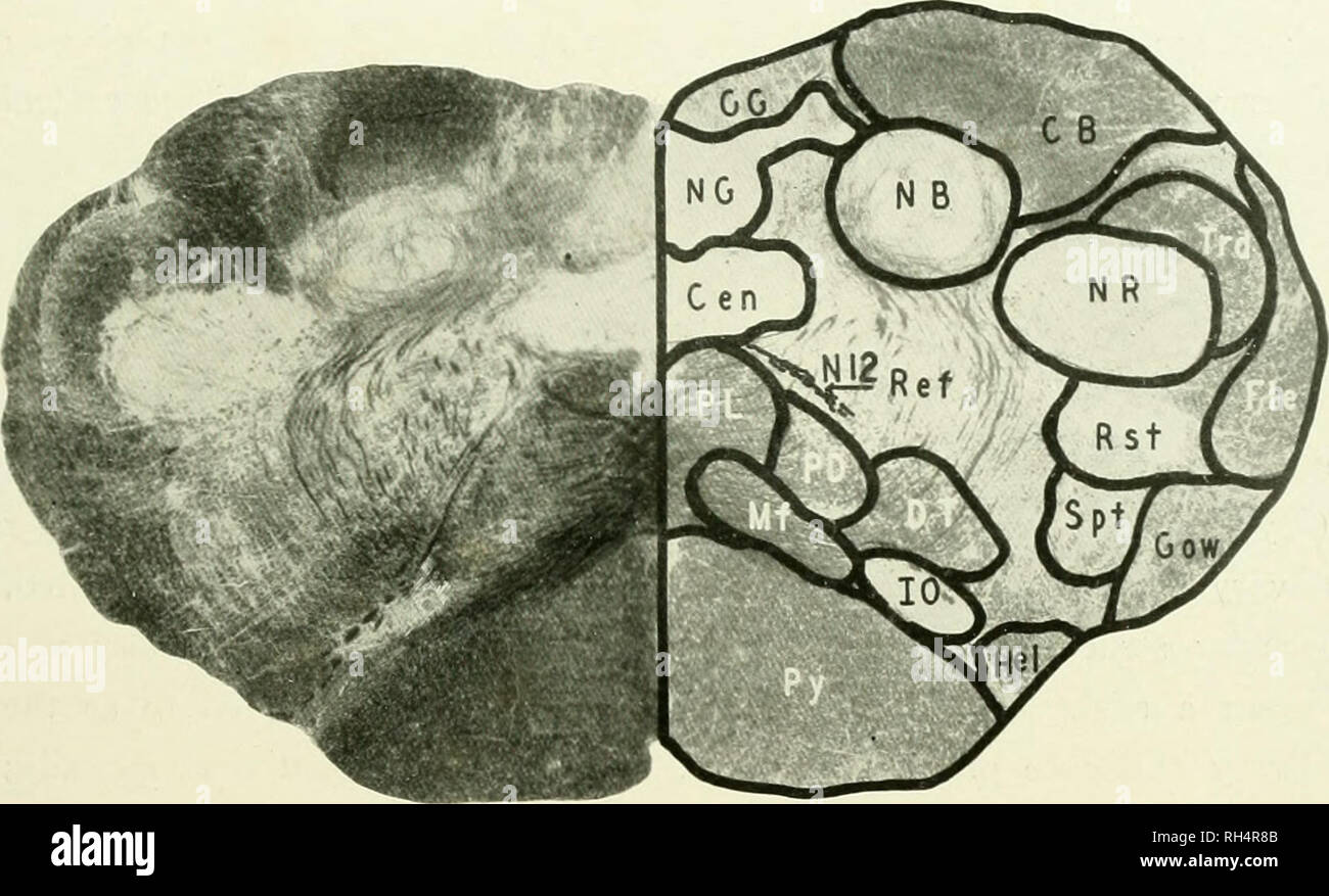 . The brain from ape to man; a contribution to the study of the evolution and development of the human brain. Brain; Evolution; Pongidae. PAPIO CYNOCEPHALUS 311 sion that the volume of sensory impulses reaching the central nervous sys- tem from the upper extremity is larger than that from either the head and face or the lower extremity and tail. The substantia gelatinosa (NR) is. FIG. 146. BABOON. LEVEL OF THE CAUDAL EXTREMITY OF THE INFERIOR OLIVARY NUCLEUS. CB, Column of Burdach; cen, Central Gray Matter; CG, Column of Goll; dt, Deiterso-spinal Tract; fle. Dorsal Spinocerebellar Tract; Gow,  Stock Photo