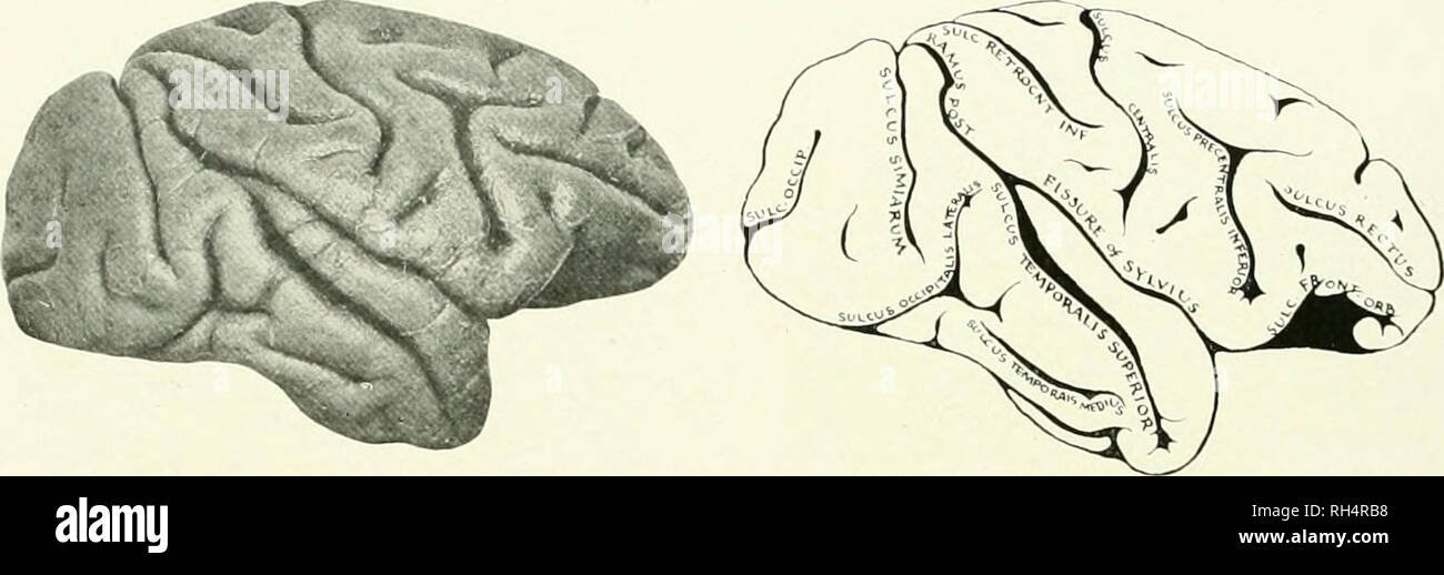 . The brain from ape to man; a contribution to the study of the evolution and development of the human brain. Brain; Evolution; Pongidae. 298 THE INTERMEDIATE PRIMATES poidea in general. The orbital surface of the frontal, the sphenoidal surface of the temporal and the occipital surface of the occipital lobe all have indications of the typical iissures found in these regions. Several deep. FIG. 140. RIGHT LTLKAL SURFACE OF BRAIN, PAPIO CYNOCEPHALUS. lActiKiI Length 89 mm.] Key to Diagram. r.mus post., Ramus Porterior of Sulci Temporali Superior; SULC. front, orb.. Sulcus Frontalis Orbitalis; Stock Photo