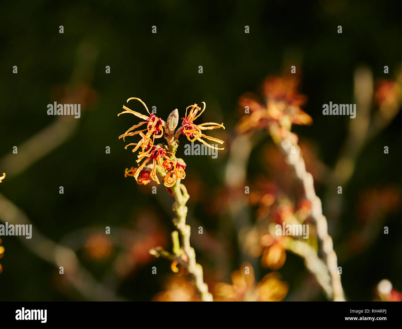 A branch of a Witch Hazel on a sunny day Stock Photo