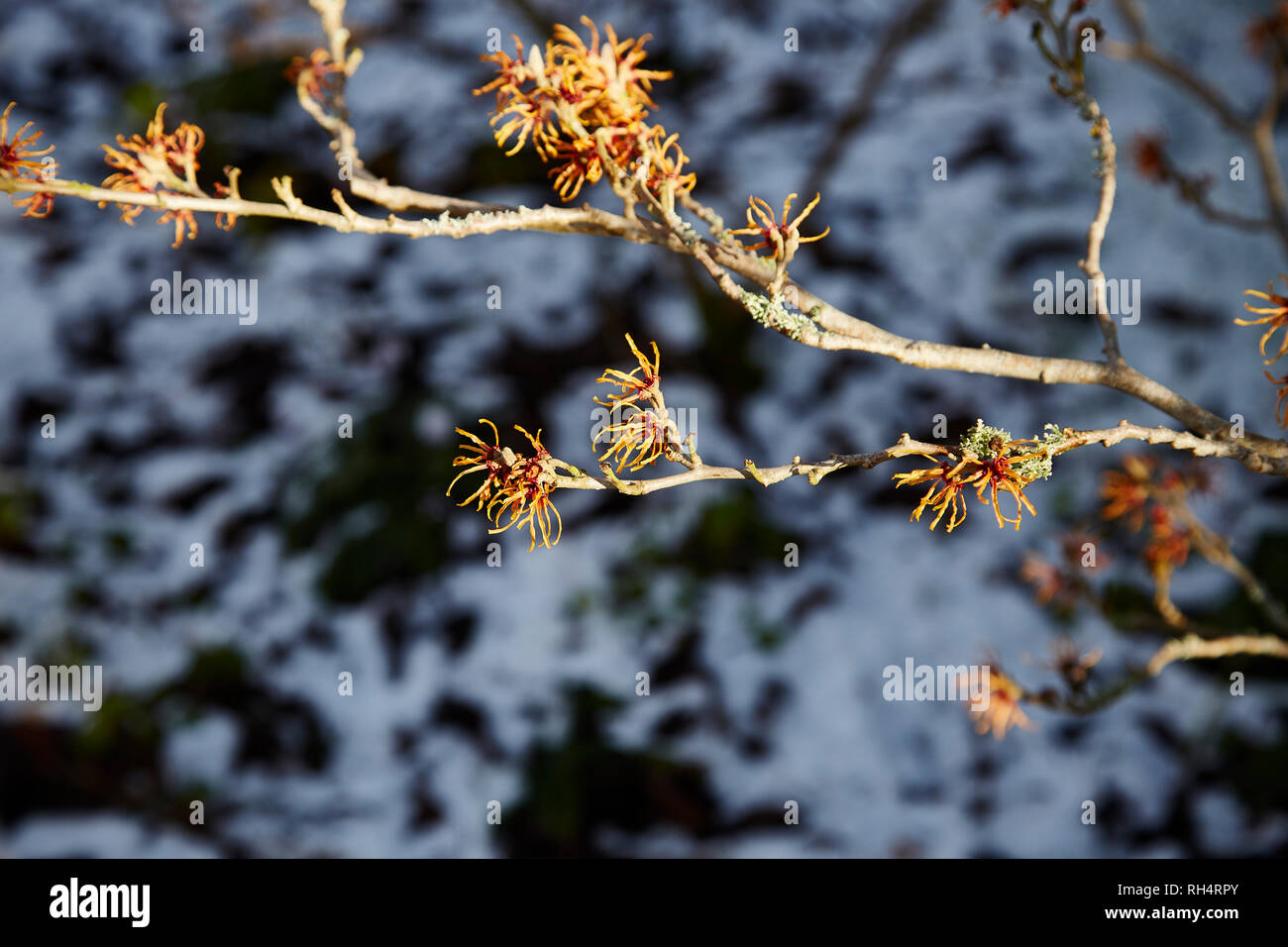 A  branch of a Witch Hazel flowers on a sunny daywith snow in the background Stock Photo