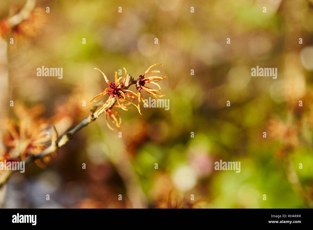 A  branch of a Witch Hazel flowers on a sunny day Stock Photo