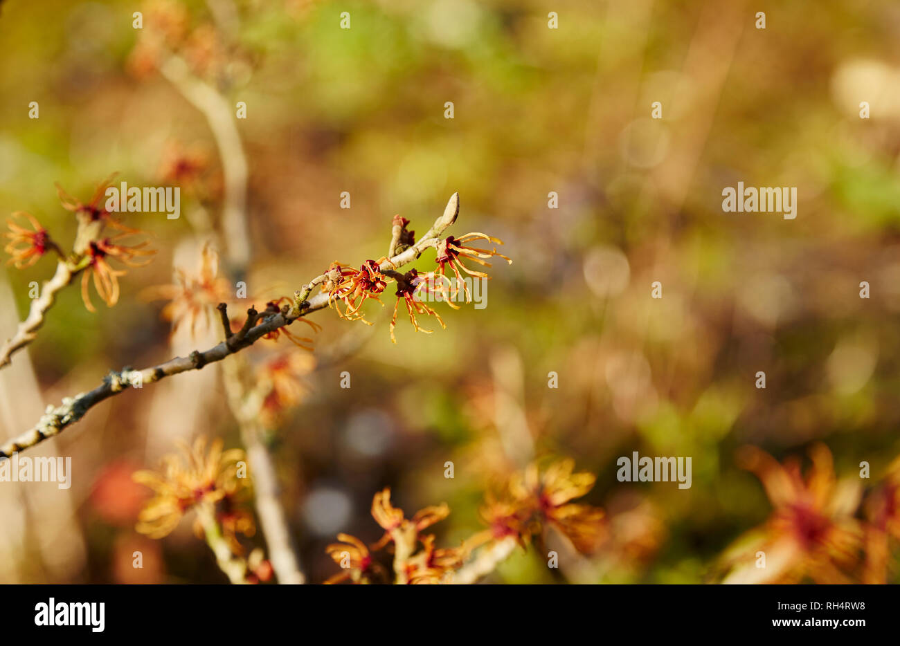 A  branch of a Witch Hazel flowers on a sunny day Stock Photo