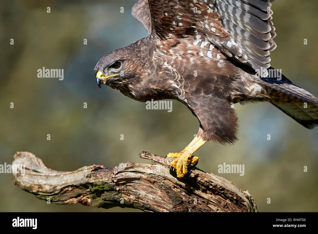 Common Buzzard on a branch Stock Photo