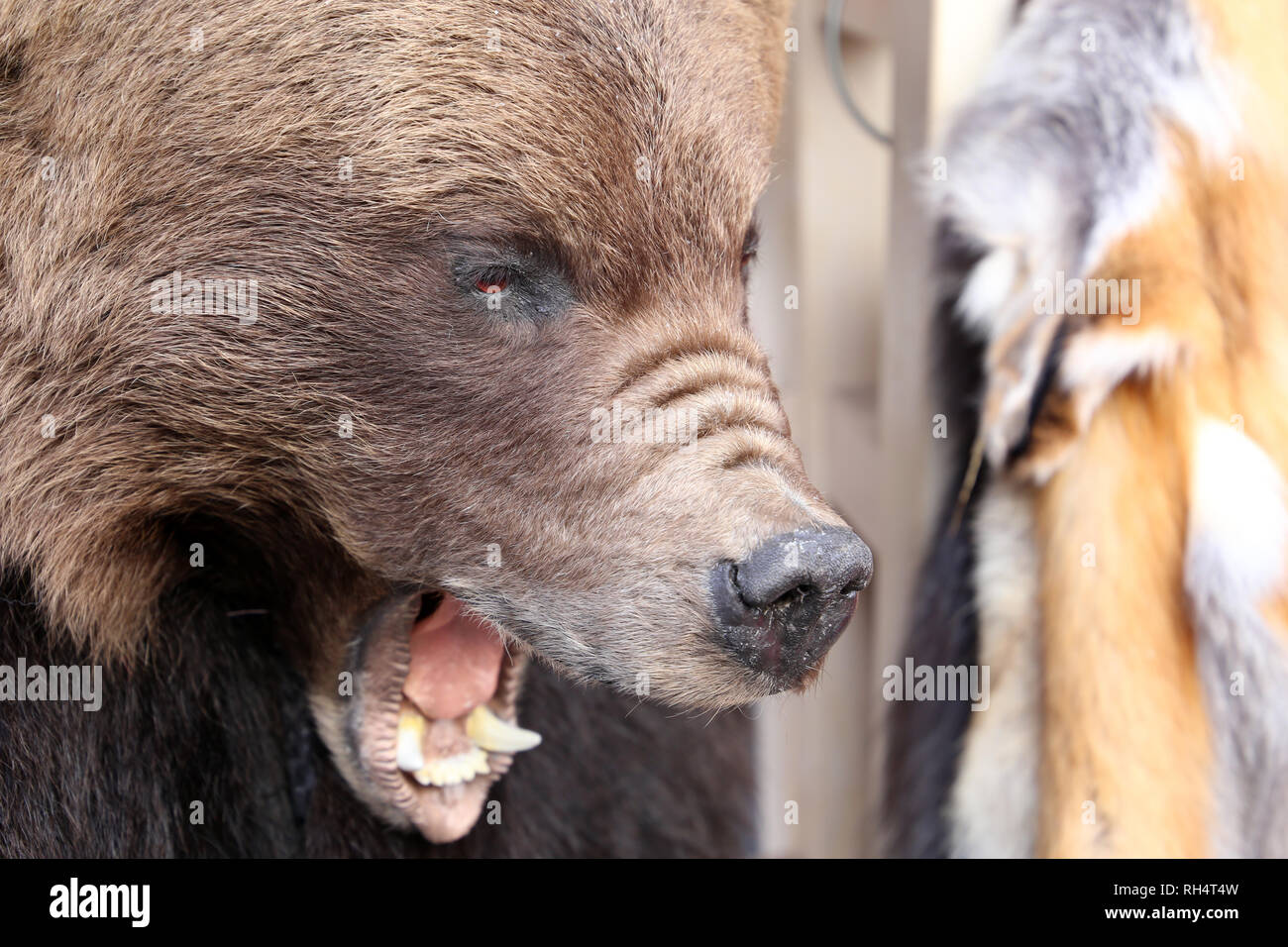 Head of a stuffed bear in a fur shop. Trade in clothes from natural fur, taxidermy concept Stock Photo