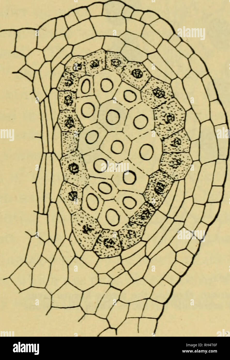 Botany Of The Living Plant Botany Plants The Stamen And Pollen Sac 285 The Pollen Mother Cells Are All Derived By Division From The Inner Product Of The Hypodermal Cells They Vary In