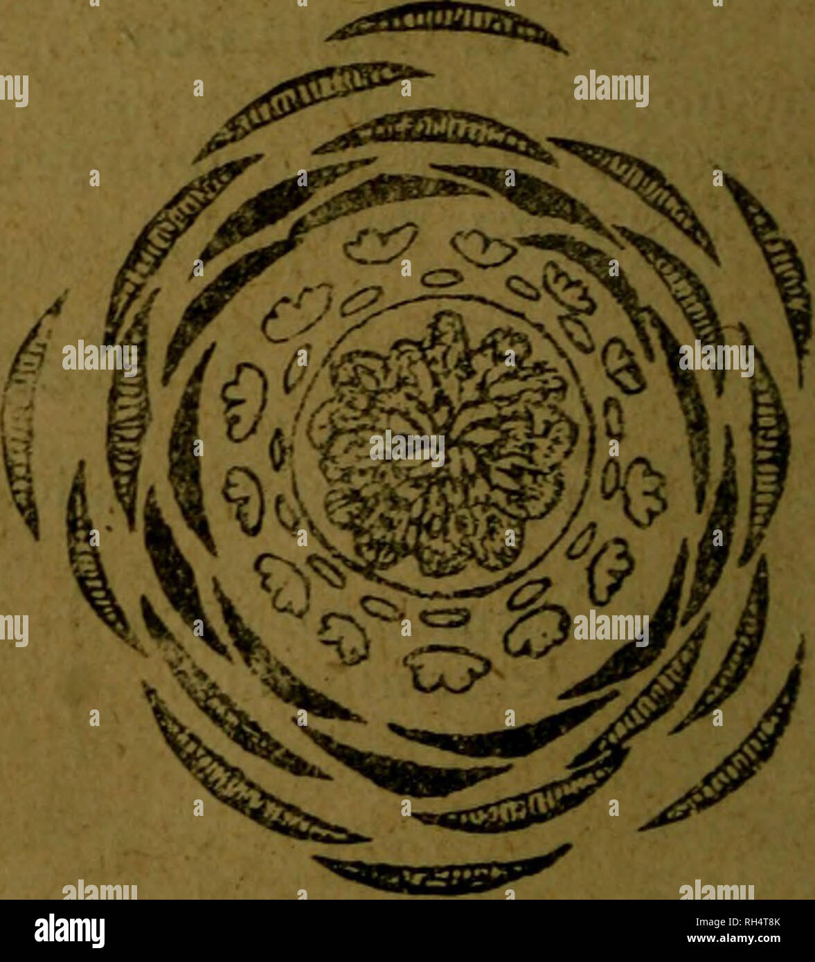 . Botánica descriptiva. Compendio de la flora española. Estudio de las plantas que viven espontáneamente en España y de las más frecuentemente cultivadas que tienen aplicaciones en medicina, agricultura, industria y horticultura. Plants. Cerassus I^uro- Cerassus. empizarrados; estambres numerosos y de ellos los 12 exteriores fértiles; estilos com- primidos, alesnados; aquenios numerosos. *6.453. C. floridus L.—^. Tallos de 2-3 metros, con las ramas patentes y el leño can- foráceo; hojas ovales, pelosas por el envés como las ramas jóvenes; flores rojo-obscuras, con olor de manzana y de melón. F Stock Photo