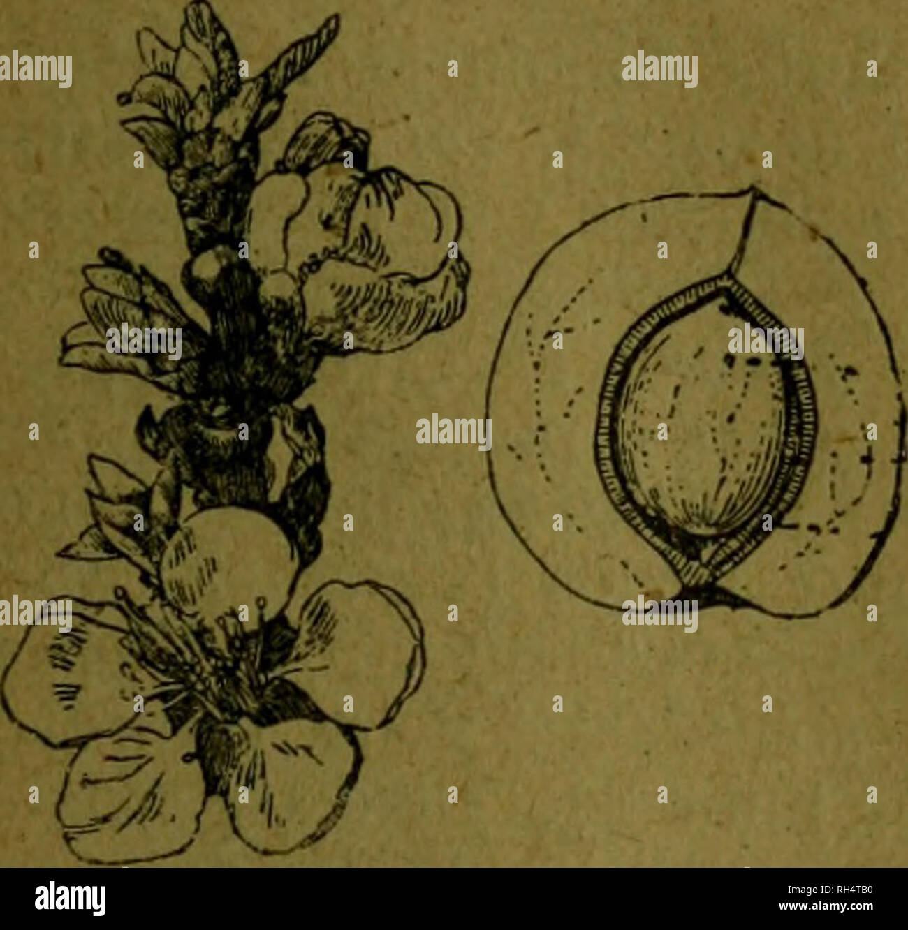 . Botánica descriptiva. Compendio de la flora española. Estudio de las plantas que viven espontáneamente en España y de las más frecuentemente cultivadas que tienen aplicaciones en medicina, agricultura, industria y horticultura. Plants. PÉRSICA '25 0. De 1-2 metros, espinoso, con corteza blanquecina y lustrosa; hojas lan- ceoladas, agudas,, festonadas y con glándulas marginales, rojizas; drupas aovado-globosas, de 6-io&quot;', negruzco-violáceas, erguidas. Fl. primavera o verano. Espino fiegro. Sierra Nevada. 6.442. Pr, prostrata Labill.—5* Muy ramosa, tendida y rastrera en si- tios pedregoso Stock Photo