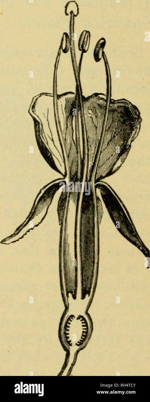 . Botany of the living plant. Botany; Plants. Fig. 196. Vertical section of flower of the Peach, as an example of a perigynous flower. (After Figuier.) BOTANY OF THE LIVING PLANT primitive types, such as the Buttercup, or Mousetail the receptacle is conical, and the sepals, petals, stamens and carpels succeed one another upon it without any interval. Where the stamens are thus seated below the carpels the condition is de- scribed as hypogynous, and the ovary superior. Occasionally in such types the axis may be elongated, so that there is an interval between the series of parts. In the Passion  Stock Photo