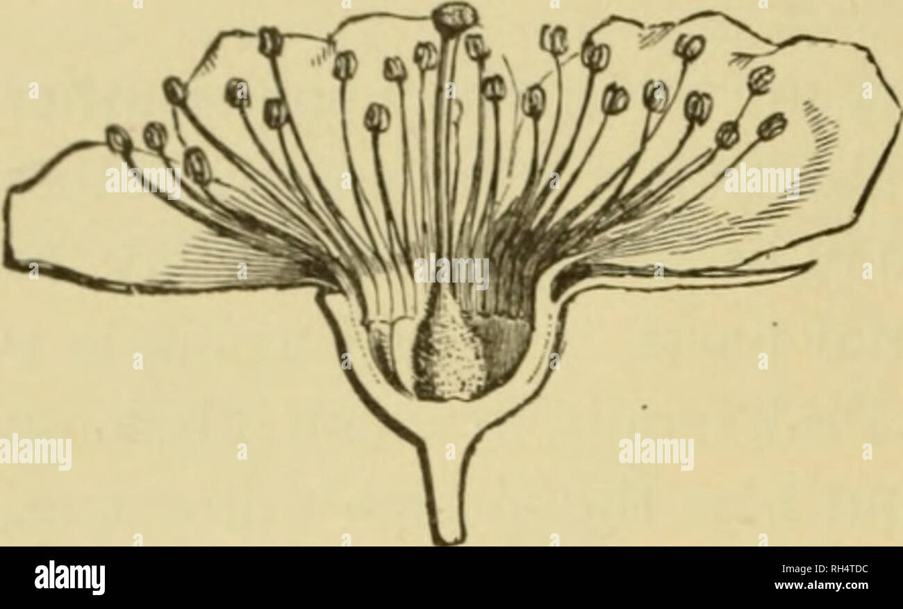 . Botany of the living plant. Botany; Plants. 272 axis. In (Fig.. Fig. 196. Vertical section of flower of the Peach, as an example of a perigynous flower. (After Figuier.) BOTANY OF THE LIVING PLANT primitive types, such as the Buttercup, or Mousetail the receptacle is conical, and the sepals, petals, stamens and carpels succeed one another upon it without any interval. Where the stamens are thus seated below the carpels the condition is de- scribed as hypogynous, and the ovary superior. Occasionally in such types the axis may be elongated, so that there is an interval between the series of pa Stock Photo