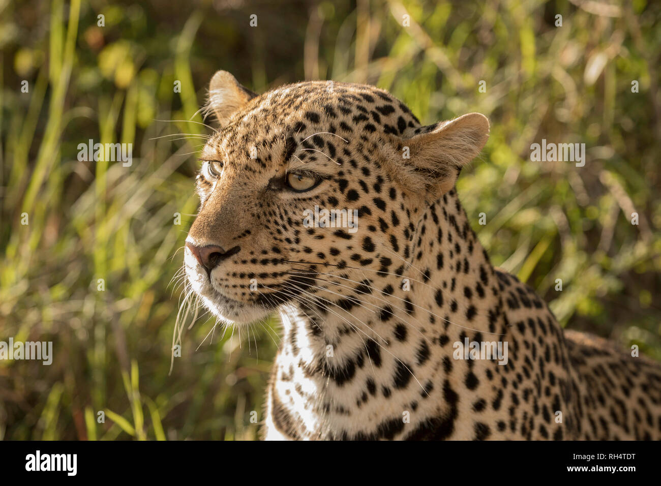 Close up of leopard face Stock Photo