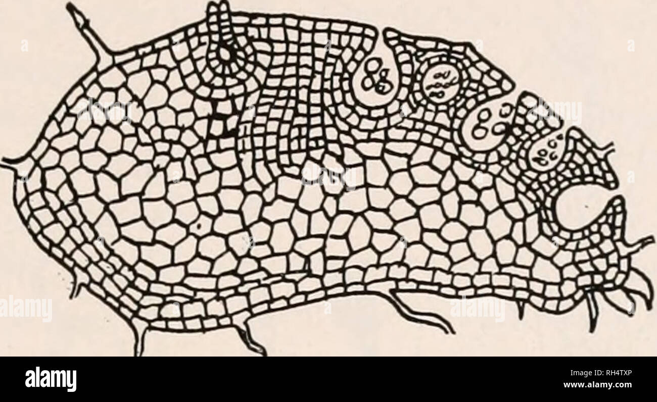 . Botany for agricultural students. Plants. EQUISETALES (HORSETAILS) 435 Some Plants Resembling True Ferns.—Some plants which resemble the True Ferns, although they belong to another group, are the Botrychiums or Moonworts that are common in the woods {Fig. 388). They have an underground stem which sends up leaves that have a finely divided vegetative portion and a spore- bearing portion that much resembles clusters of small grapes.. Fig. 389. — A section through the tuber-like gametophyte of Botrychium, showing one archegonium and a number of antheridia in the upper surface. X about 10. It is Stock Photo