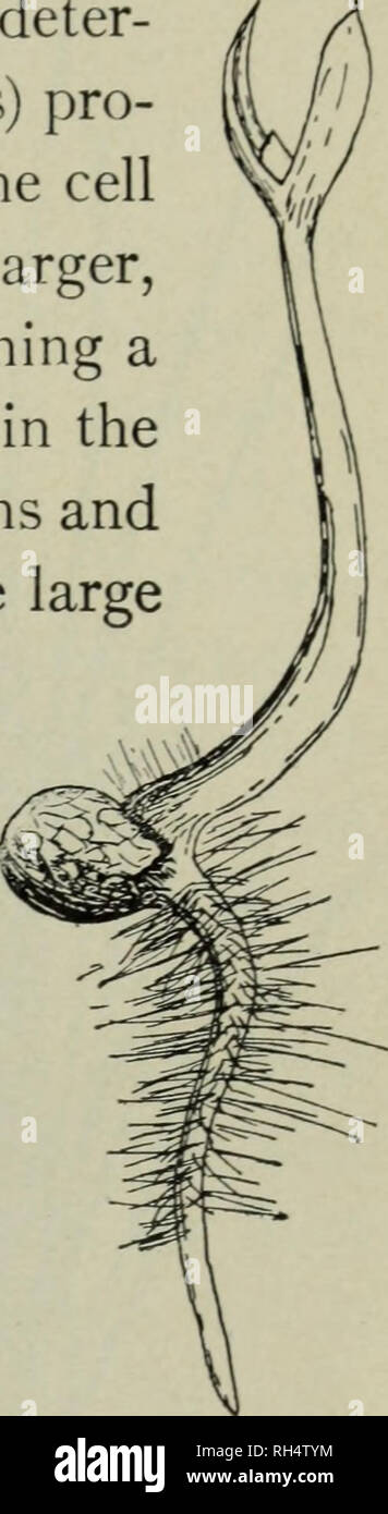 . Botany for high schools. Botany. Fig. 336. Section of mature macro- spore of Selaginella, showing female prothallium and arche- gonia. (After Pfeffer.) Fig. 337. Mature female prothallium of Selaginella just bursting open the wall of rnacrosixjre, expos- ing archegonia. (After Pfeffer.) Fig. 338. Seeding of Selagi- nella still attached to the macrospore. (After Campbell.) spore (macrospore or megaspore) develops the female gamete plant. This never escapes from the spore wall. A mass of tissue is formed w^hich cracks open the spore wall, and the egg cases (archegonia) are developed in the exp Stock Photo