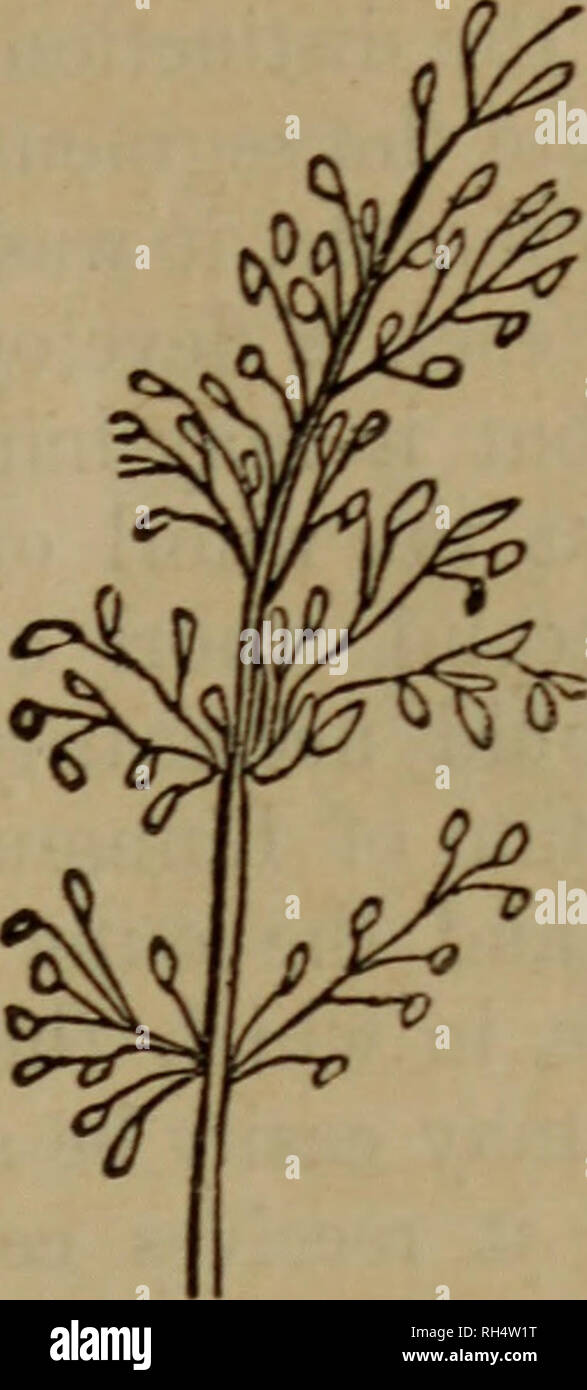 Ramification dense hires stock photography and images Alamy