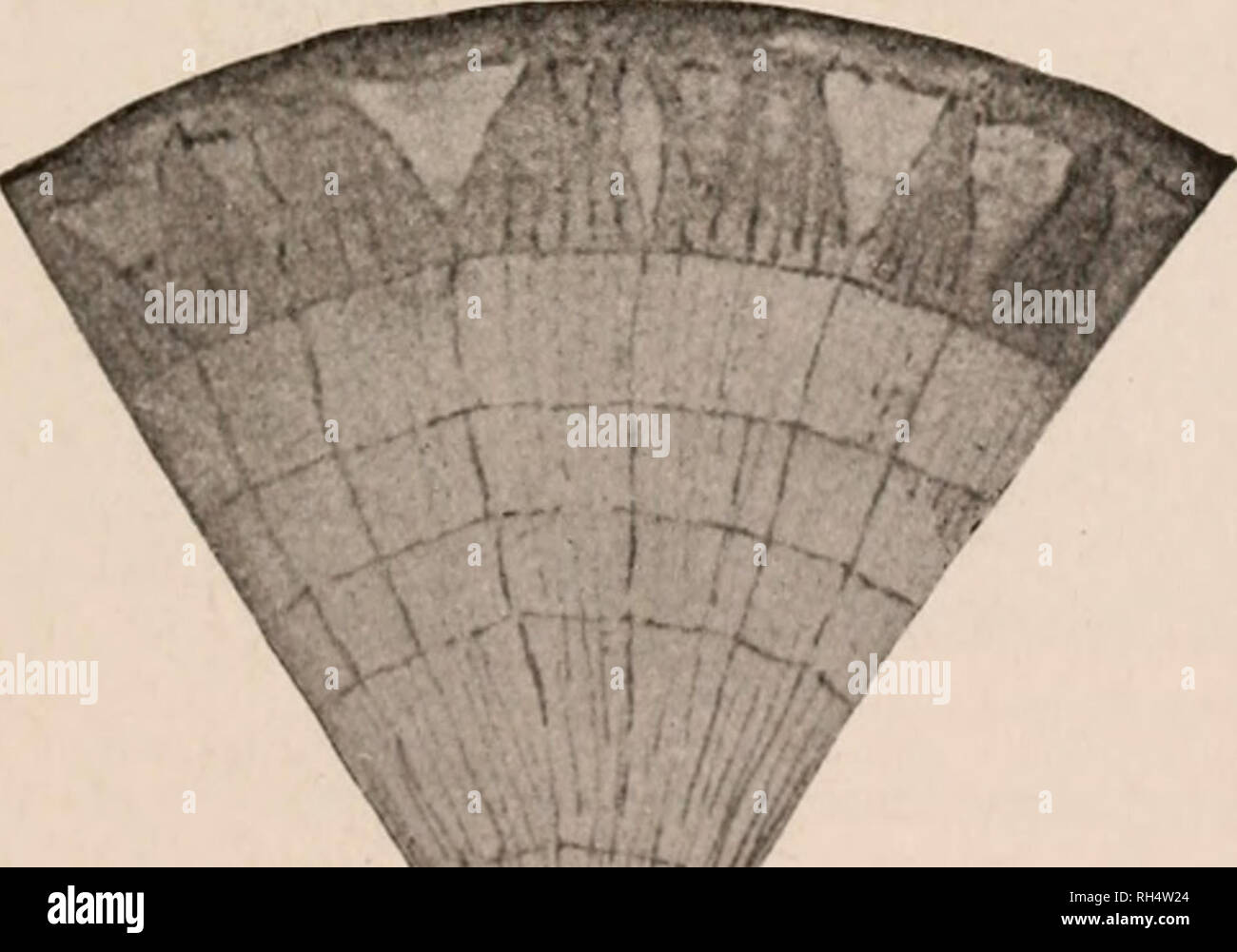 . Botany for secondary schools; a guide to the knowledge of the