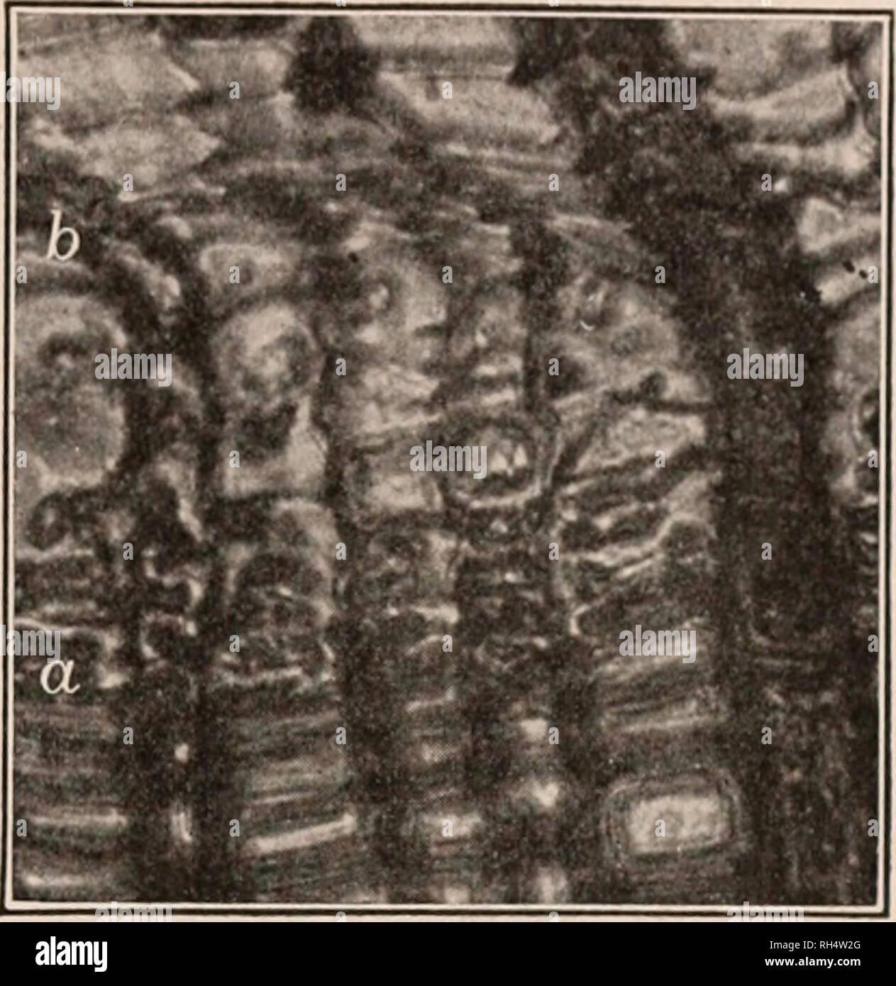 . Botany for secondary schools; a guide to the knowledge of the