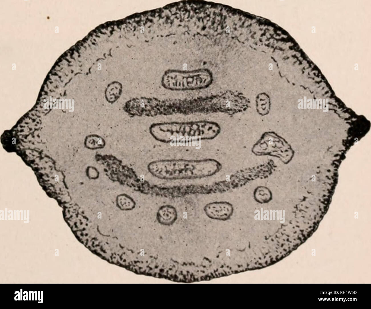 . Botany for secondary schools; a guide to the knowledge of the vegetation of the neighborhood. Plants. 455. Arrangement of tissues in 2-yenr-old stem of moonseed. /), pith; /, fundamental tis- sue; e, epidermis. The fibro- vascuiar bundles are very ally puzzled to understand the bundle The prominent. structure. The subject will be sim- plified if he compares (on cross-section) the bundles in such a plant as the cucumber with that part of the vascular ring that lies between any two medullary rays in one-year-old stems of peach, elm, oak. 488. Other Stems.— Be- sides the two types of stems stud Stock Photo