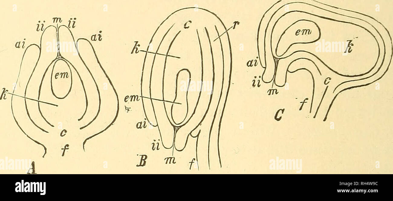 . Botany for high schools and colleges. Botany. 430 BOTANY. A). In ...