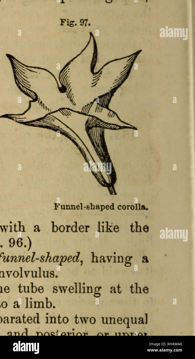. Botany of the southern states. In two parts. Botany. Salver-shaped corolla. 2. Ilypocrateriform, salver-shaped, with preceding, but with a long tube. (Fig. 96.) 3. Infundibuliform (Fig. 97), or funnel-shaped, regularly expanding tube, as in the Convolvulus. 4. Campanulate (Fig. 98), with the tube swelling base, and then gradually expanding into a limb. 5. Labiate. When the corolla is separated into two unequal divisions, called the anterior, or lower, and posterior, or uppe?. Fig. 98. Fig. 99. Fig. 100.. Please note that these images are extracted from scanned page images that may have been  Stock Photo