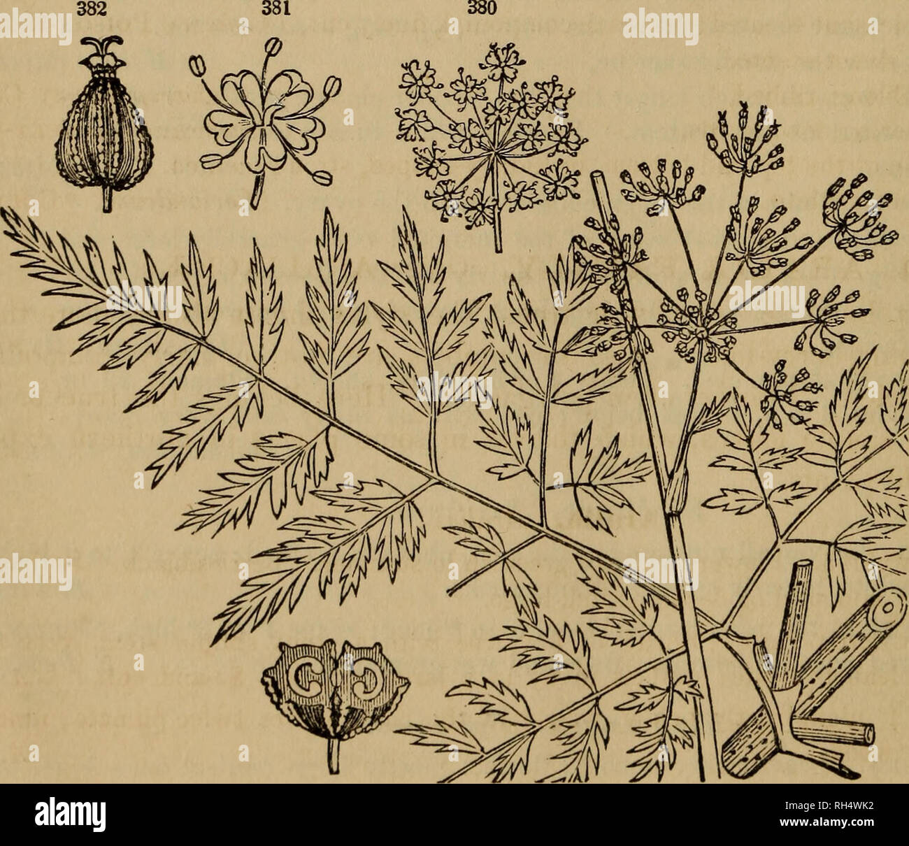 . Botany for young people and common schools. Botany. 158 POPULAR FLORA. Mock-Orange (or Syringa). Philadelplius. 1. Common M. or Syringa. Flowers cream-colored, fragrant, in large panicles; styles separate. Cultivated. P- coronarius. 2. Scentless M. Flowers larger and later than in the first, few on the spreading branchlets, pure white. Cultivated; also wild S. Leaves tasting like cucumbers. P.inodorus. 43. PARSLEY FAMILY. Order UMBELLIFEE^E. Herbs with small flowers in compound umbels, the 5 petals and 5 stamens on the top of the ovary, with which the calyx is so incorporated that it is not  Stock Photo