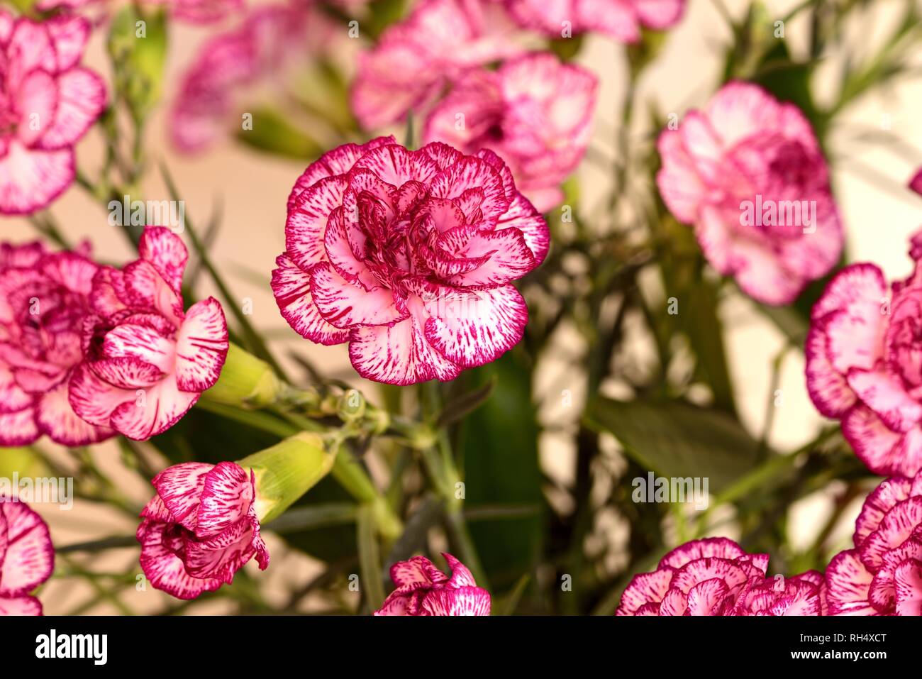 A bunch of pink carnations Stock Photo