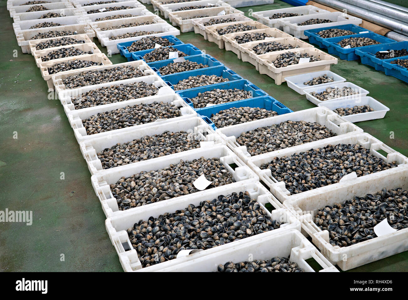 Fresh Clams on crates in the fish market. Ruditapes philippinarum. Bivalve mollusc of Galicia Spain Stock Photo
