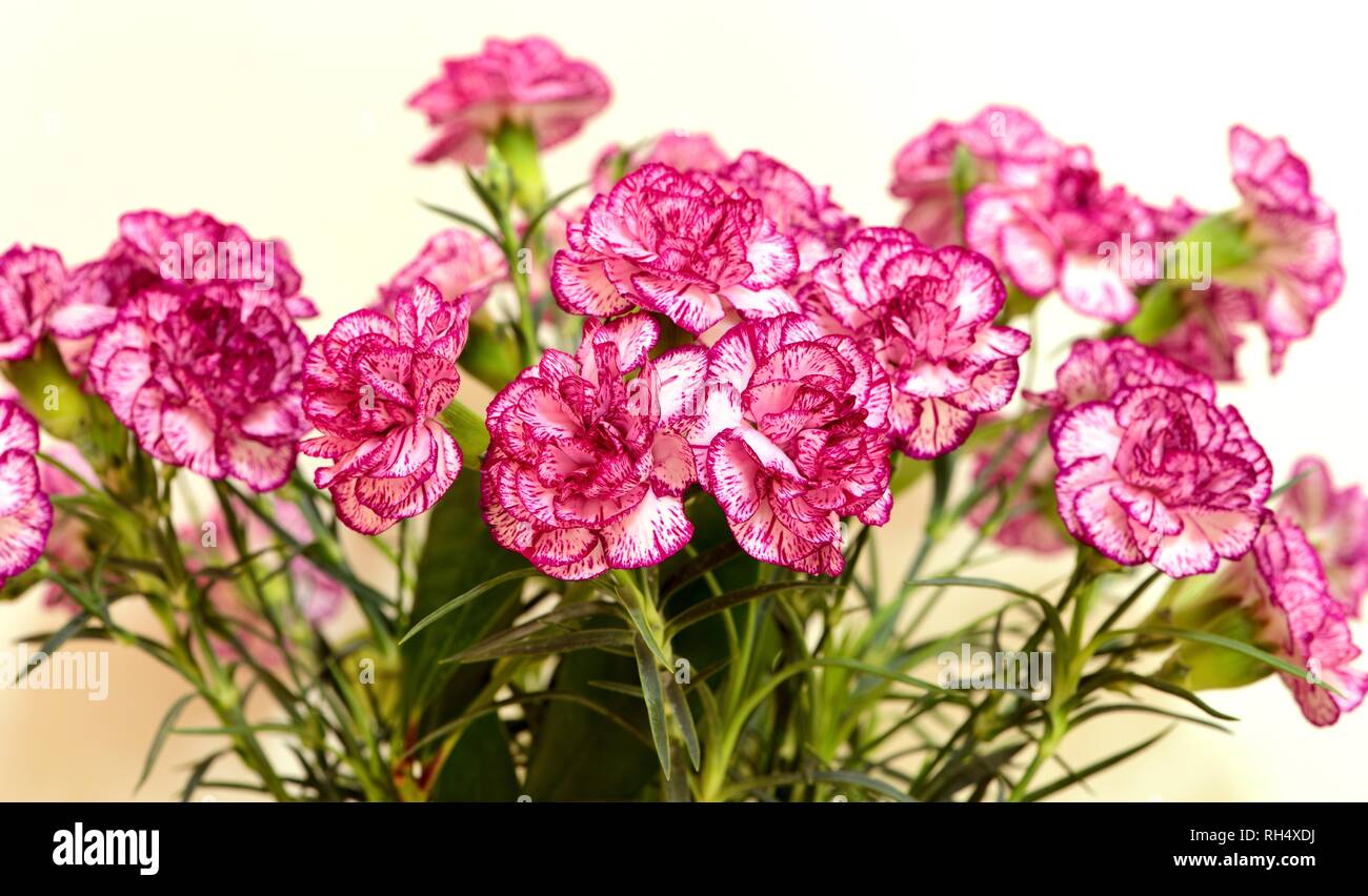A bunch of pink carnations Stock Photo