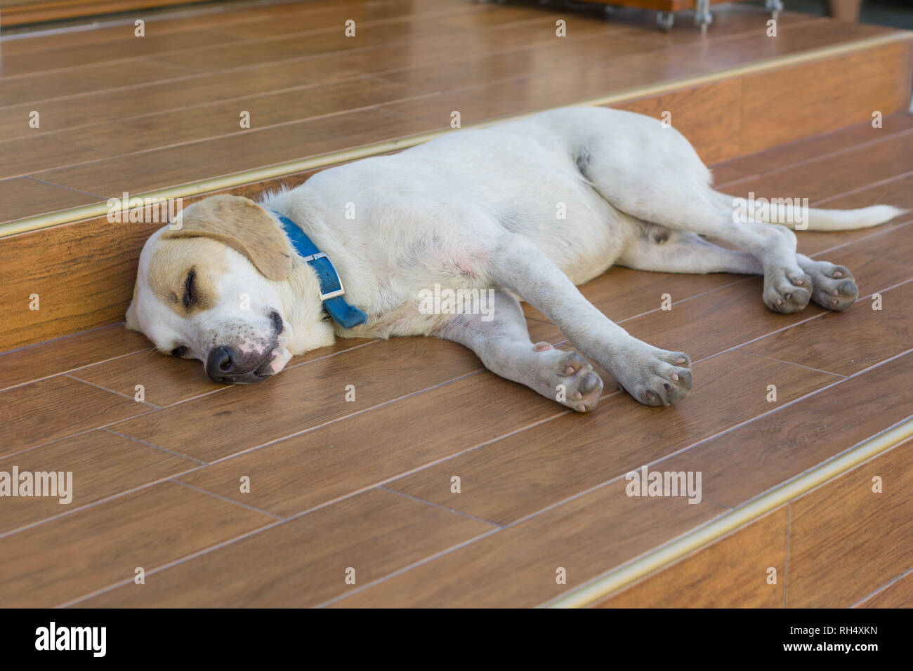 Big White Dog With Blue Necklace Is Sleeping On Floor Stock Photo